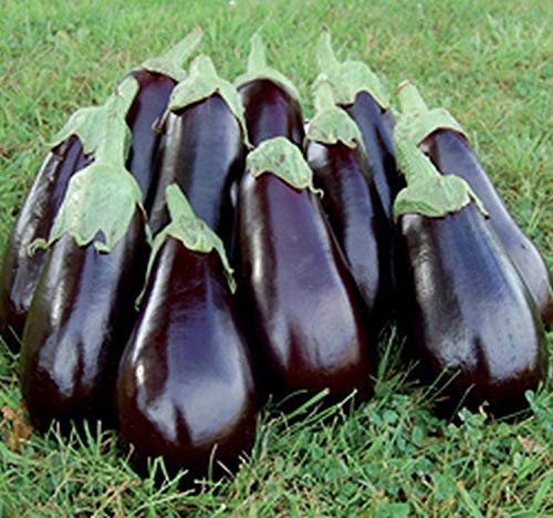 Amazon.com : Florida Market Eggplant - Huge YIELDS Great Tasting